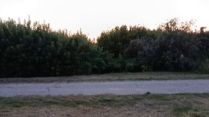 Джеси на прогулки