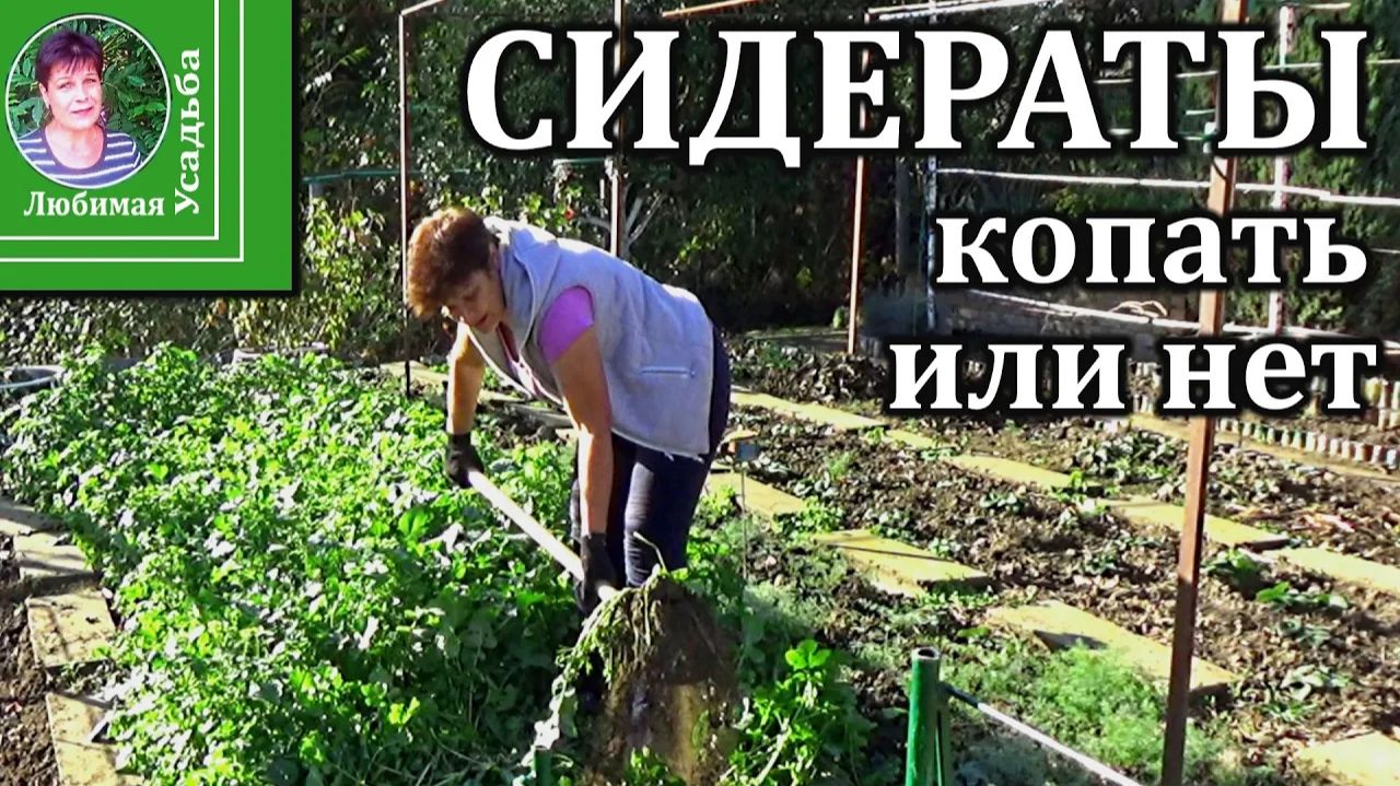 Сидераты осенью: какие перекапывать, а какие оставить до весны