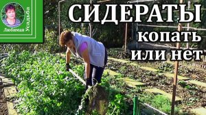 Сидераты осенью: какие перекапывать, а какие оставить до весны