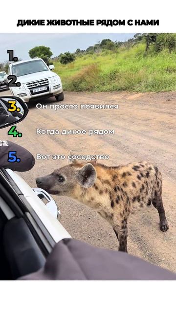ДИКИЕ ЖИВОТНЫЕ С НАМИ
