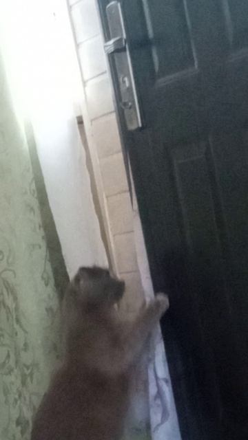 вот такой у меня умный кот что дверь сам открыл