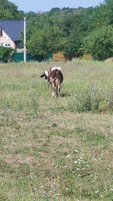 КОРОВА ПО ПУТИ