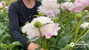 Corinne Wersan peony. Коринне Версан пион. Пулков сад (2026 г.)