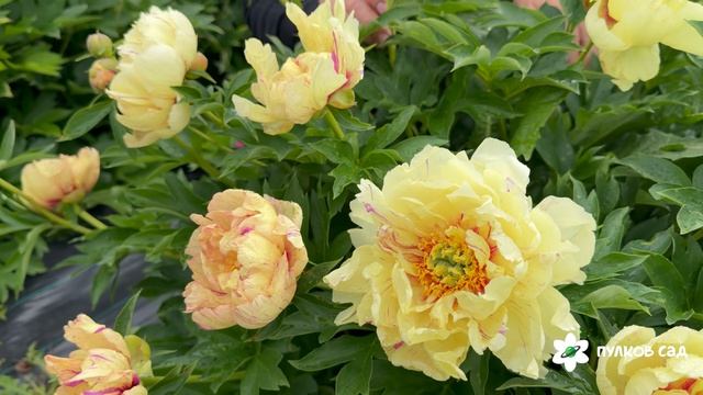 Lollipop Peony. Лоллипоп пион. Пулков сад (2026 г.)