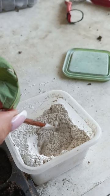 Жимолость