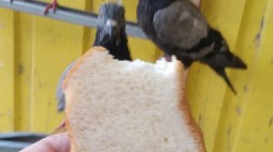 ЗА БУЛОЧКУ ВСЁ,:И ПОЕМ И ПОДЕРУСЬ🍞🍞🍞🥐🍖🥐🥖🥖🥖