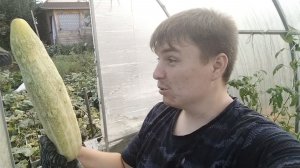 НОВИНКА! НЕБЫВАЛЫЙ УРОЖАЙ КИТАЙСКИХ ОГУРЦОВ! / БАРСИК ПОЙМАЛ МЫШКУ 😼
