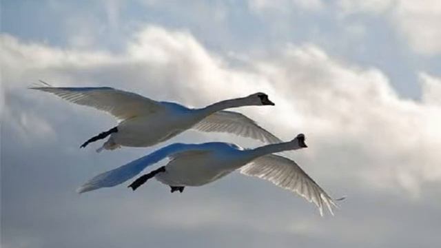 Boccherini. String Quintet In C Major - Rondeau