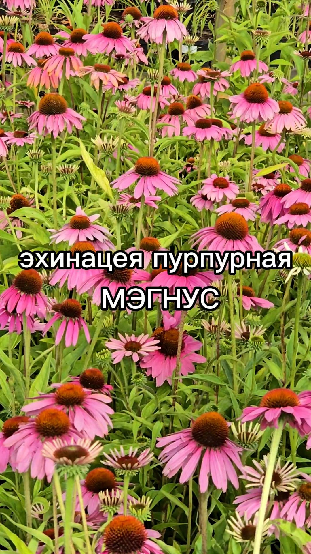 Морозостойкий многолетник для живописных композиций!