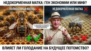 🍯 Влияет ли голодание матки на генетику и медосбор? Отвечает профессор Кашковский 🐝🧬