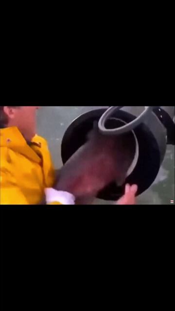 Лови Леща !
