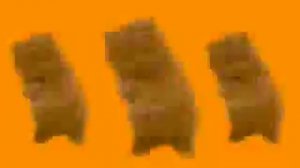 Go Kitty Go !