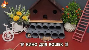 Видео для кошек про крысок развлекать питомцев 🐭🐀😂 594