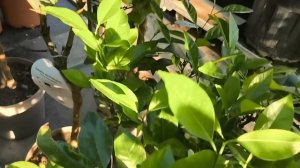 Августовская распродажа цитрусов в Цитрус Микс 🍊🫶🌿