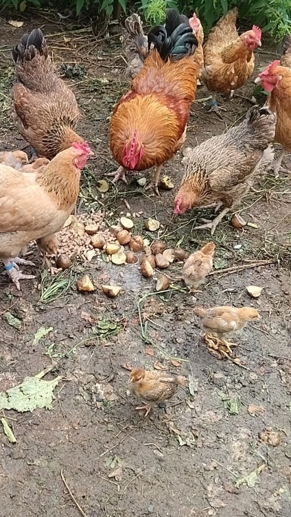 Курицы с цыплятами