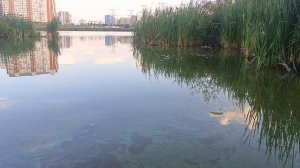 Утренняя рыбалка на карася Некрасовка озеро чёрное (Бедренское)