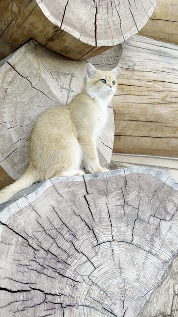 Kitten On The Logs | Котёнок на брёвнах