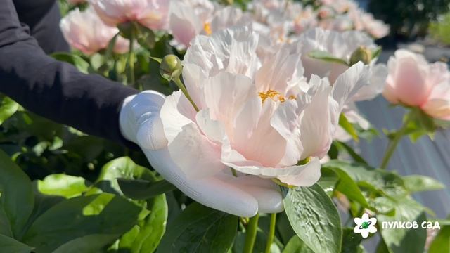Promenade Peony. Променад пион. Пулков сад (2026 г.)