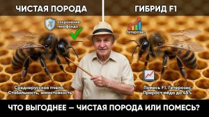 Гибриды пчёл: опасность или прогресс? Отвечает профессор Кашковский 🐝🧬