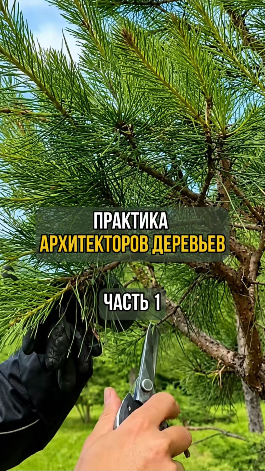 Практика архитекторов деревьев. Часть 1