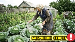 Бабушка всегда раскидывала по капусте эту смесь! Вредителей не было а качан рос плотный как дерево.
