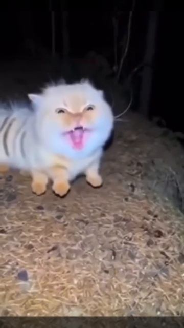 Котогусеница 😃😅