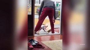 Dogs Hate Vegetables, Funny Sleeping Positions, Yorkies, Clingy Dogs & Hilarious Moments