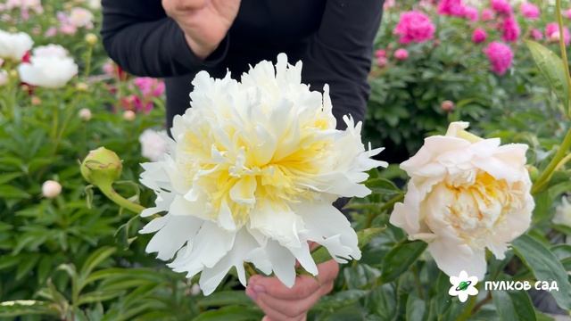 Cheddar Cheese Peony. Чеддар Чиз пион. Пулков сад (2026 г.)