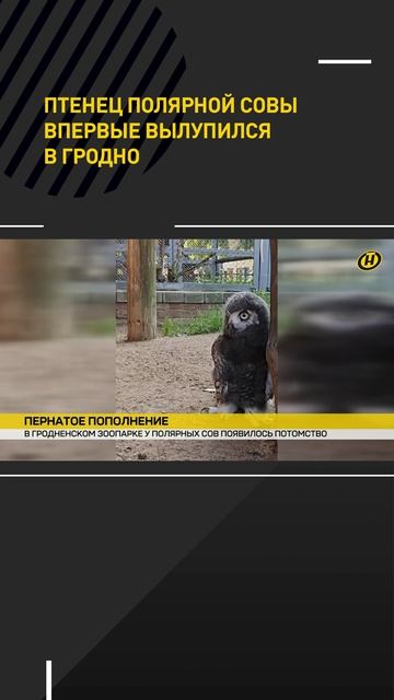 Птенец полярной совы впервые вылупился в Гродно