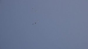 Высоколетные бойные, трех заводчиков - первые шаги