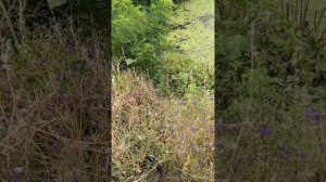 Рыбалка на Тёплом канале. Станица Кривянская. Новочеркасск. Не самая удачная, всего с десяток карася