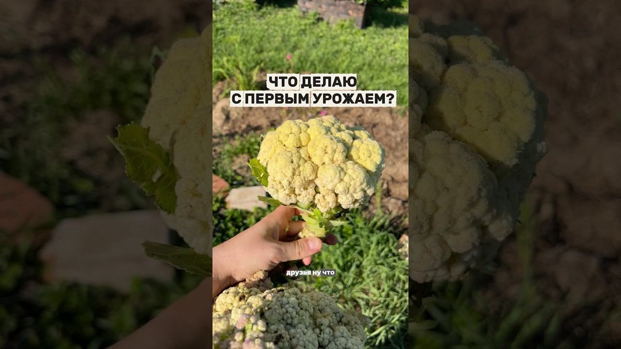 Борюсь с урожаем, но продолжаю мечтать о том, что бы еще посадить
