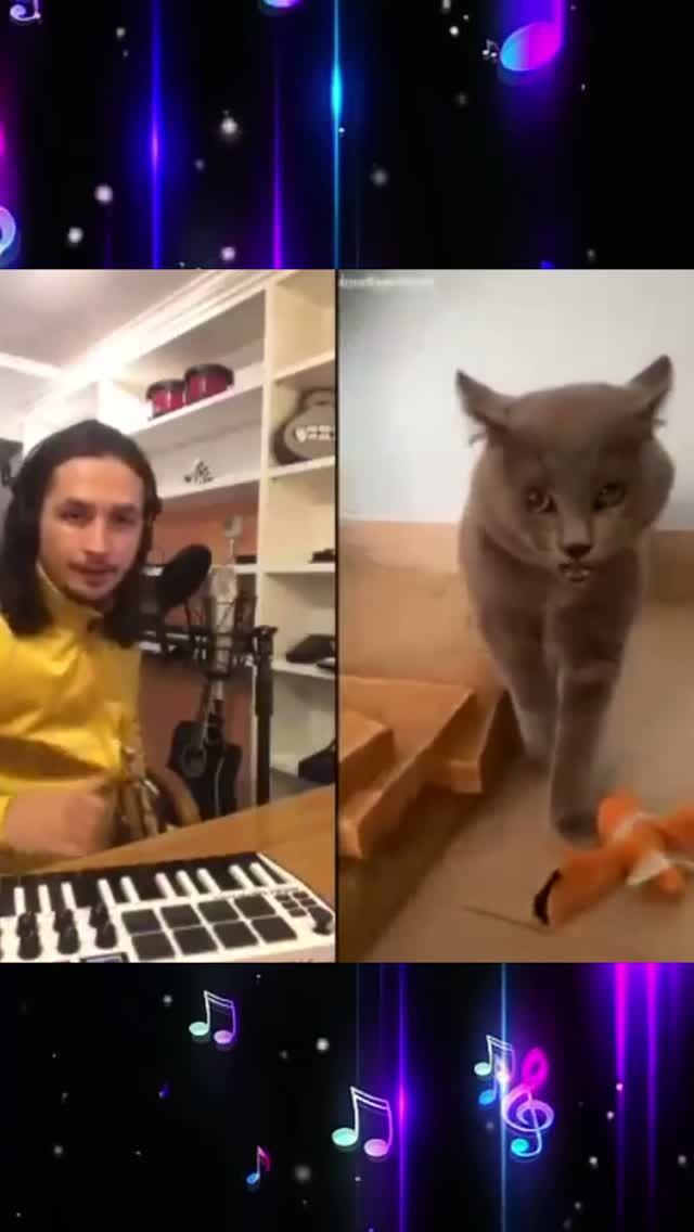 The Kiffness And Cat