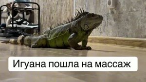 Игуана пошла на массаж? 😼| Дом Айболита | Эндбор
