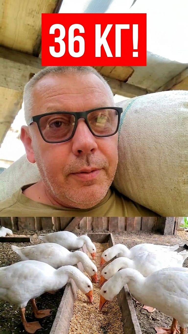 СКОЛЬКО ЕДЯТ ГУСИ? 🦢 Целый мешок — это только начало!