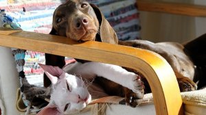 СМЕШНЫЕ КОТЫ | ЛУЧШИЕ ПРИКОЛЫ С КОТАМИ, СОБАКАМИ, КОШКИ, СОБАКИ, ЖИВОТНЫЕ, СМЕШНОЕ ВИДЕО