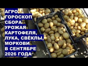 Сентябрь 2026: Когда Собирать Урожай Картофеля, Лука, Свёклы, Моркови?!