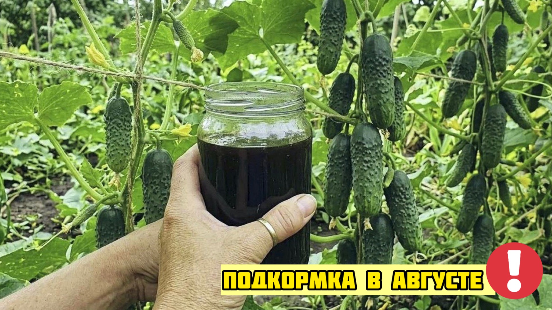 Подкормка которую я называю «Огуречным Воскрешением» Делается в Августе!