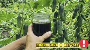 Подкормка которую я называю «Огуречным Воскрешением» Делается в Августе!