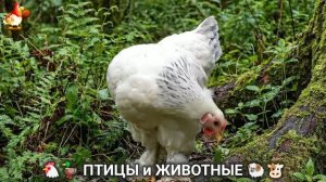 Сельские мотивы 🐏🐓🐇 Видео для души и радости 🌞 (67)