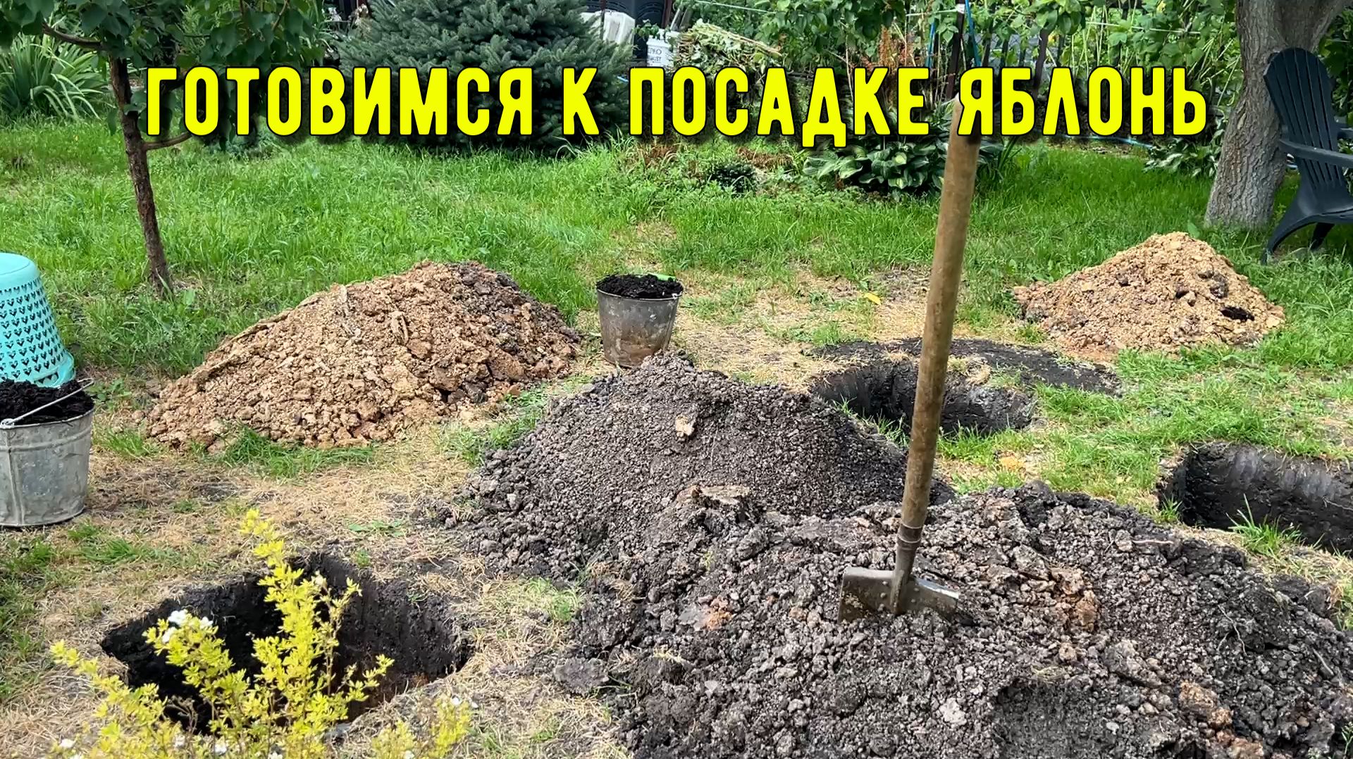 ДАЧА. ПЛОДОВЫЕ ДЕРЕВЬЯ