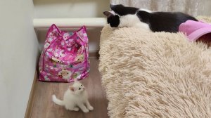 Котенок Микки маленький и не может забраться на кровать, в отличие от котенка Тома.
