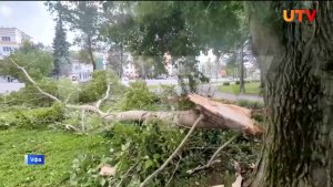 В Уфе в сквере 50-летия Победы рухнуло дерево