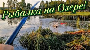 Рыбалка 2026. Ловля Карасей и Сомиков. С Супер Прикормкой!!!
