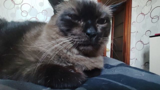 Лиза девочка