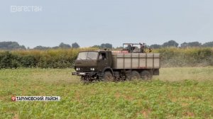 В Дагестане продолжается ликвидация саранчи!