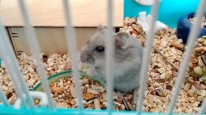 ALEXA W. У хомиков вкусный обед!🐹😋