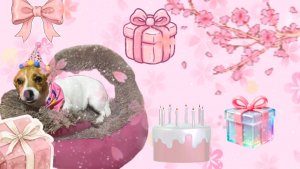 Празднуем день рождения Скай 🥳