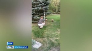 В Кисловодске дикий лис подружился с отдыхающими