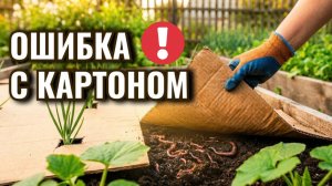 Слизни под картоном? Главная ошибка огородников, которую легко поправить!